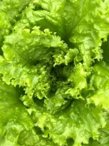 How to use vegetables in your daily meal 