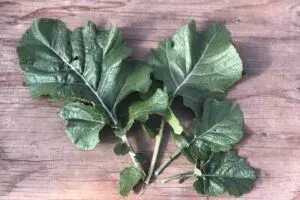 vegetables