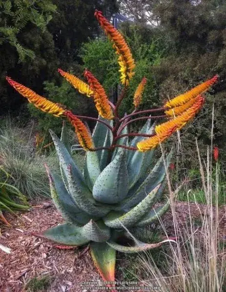 Aloe Marlothii types of Aloes