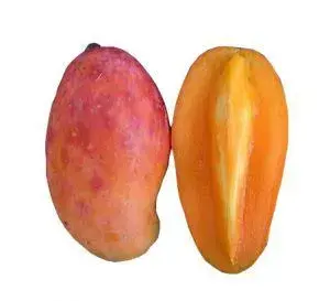 Kent mango 