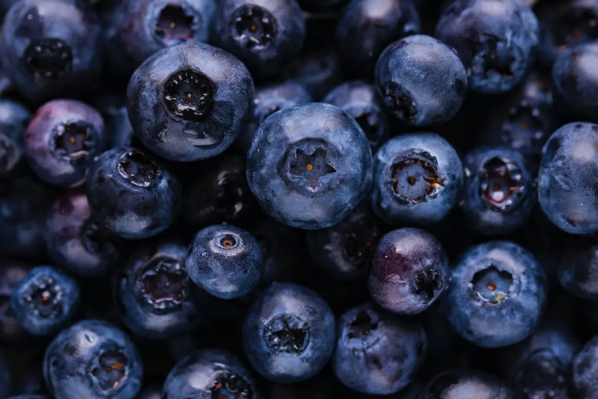 Blueberries - Fruits in the berry family
