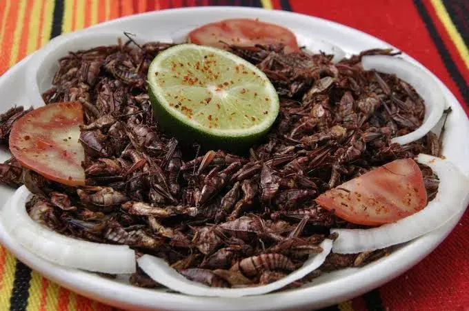 Fried Termites