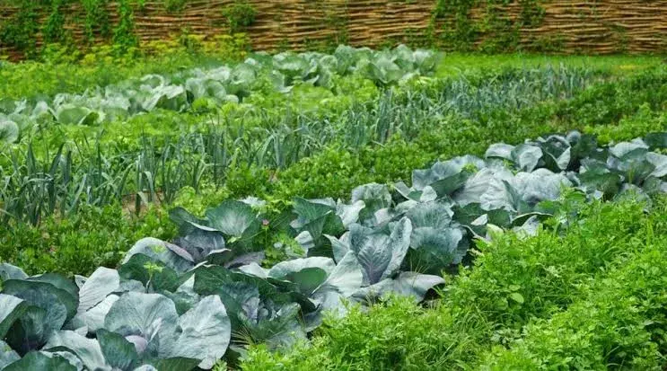 Foods that may defy the apocalypse