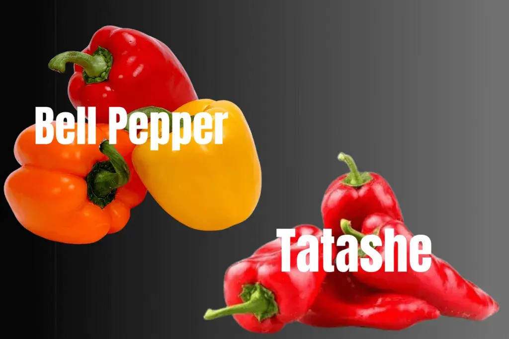Tatashe Bell Pepper