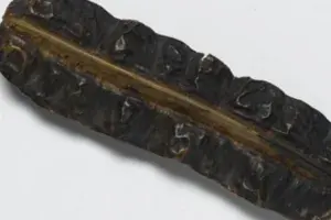 Uyayak fruit