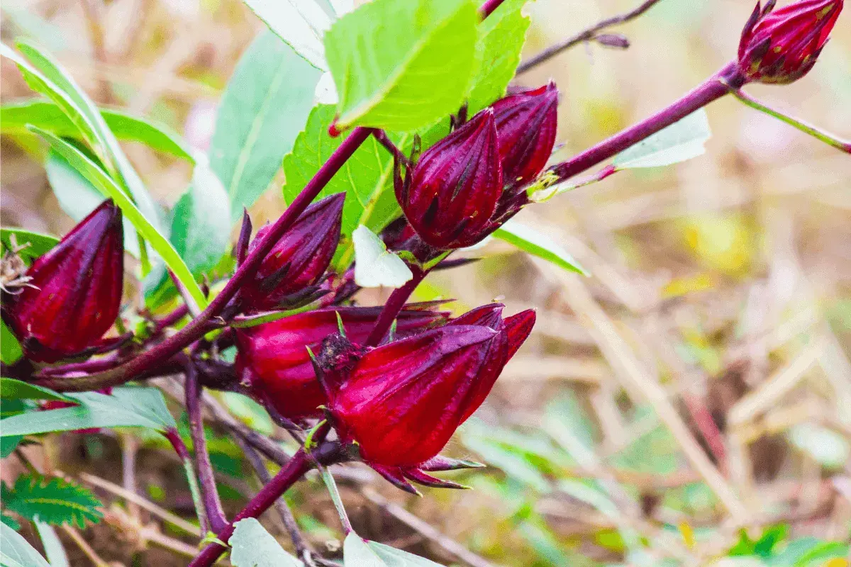 Sorrel Hibiscus