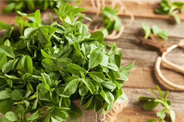 fenugreek leaves 3