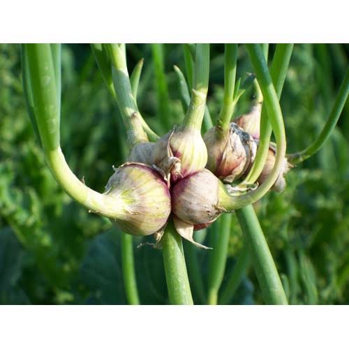 Egyptian onion / nutritional benefits of onion