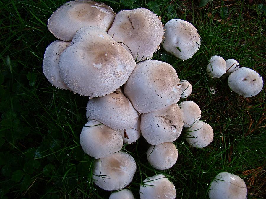 10 Amazing Edible Mushrooms That Will Add Some Extra Spice To Your Meal ...