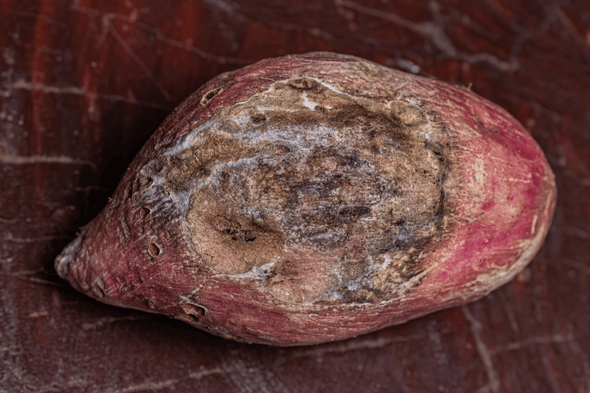 Fungus sweet potatoes 1