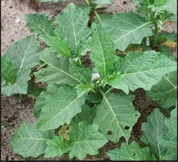 garden egg leaves