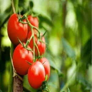 Are Tomatoes Fruits Or Vegetables? 15 Tomatoes