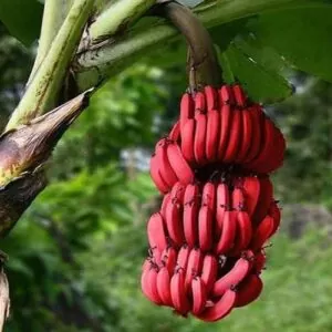 10 Types of Bananas I Bet You Never Knew Existed 8 Dwarf Jamaican banana