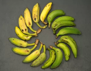 10 Types of Bananas I Bet You Never Knew Existed 4 Gros Michel banana