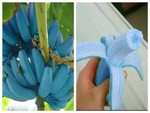 10 Types of Bananas I Bet You Never Knew Existed 7 blue java banana