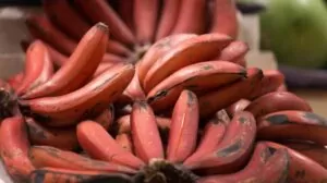 10 Types of Bananas I Bet You Never Knew Existed 5 red bananas