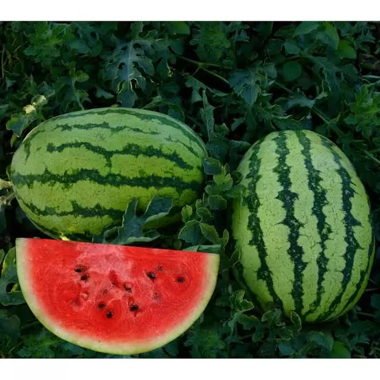 Does Watermelon Promote The Sperm Cell? 2 Picnic watermelons - varieties of watermelons