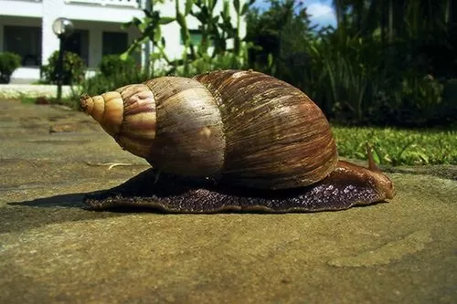 Peppered Snail: Spicy Nigerian Finger Food 7 African Giant Snail.