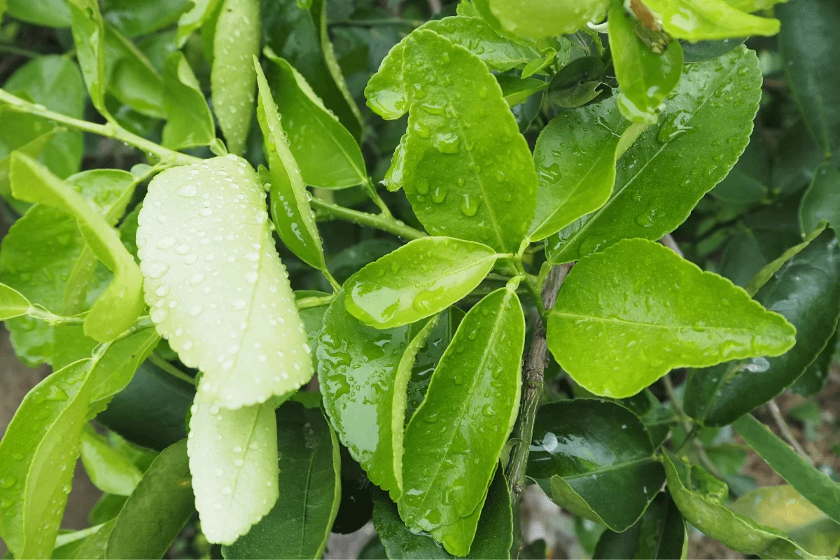 Lime Leaf: The Underrated Citrus to Spice up Your Dishes 7 Lime leaf 1