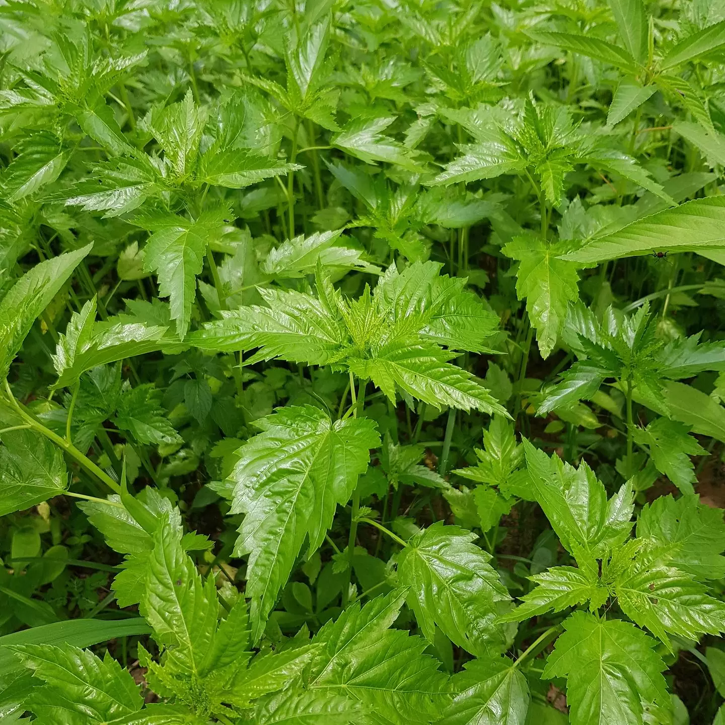 All You Need to Know About Jute Leaves 3 ewedu leaves 2