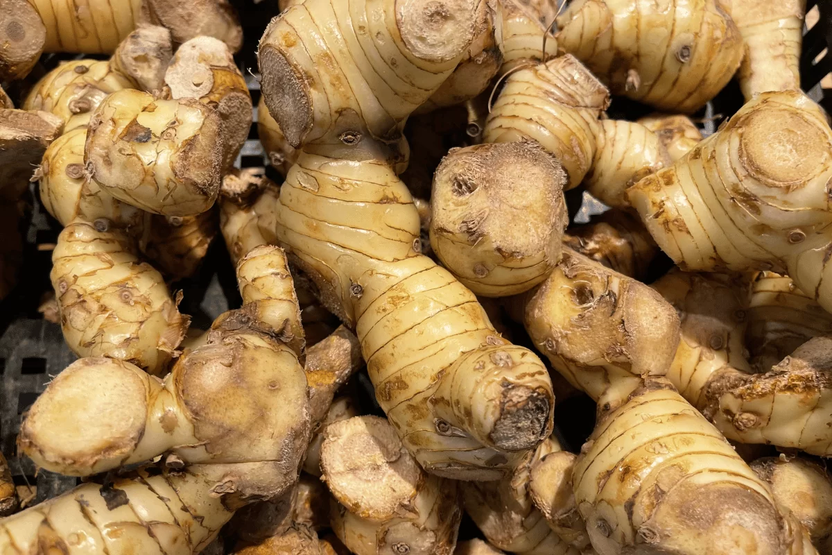 Galangal