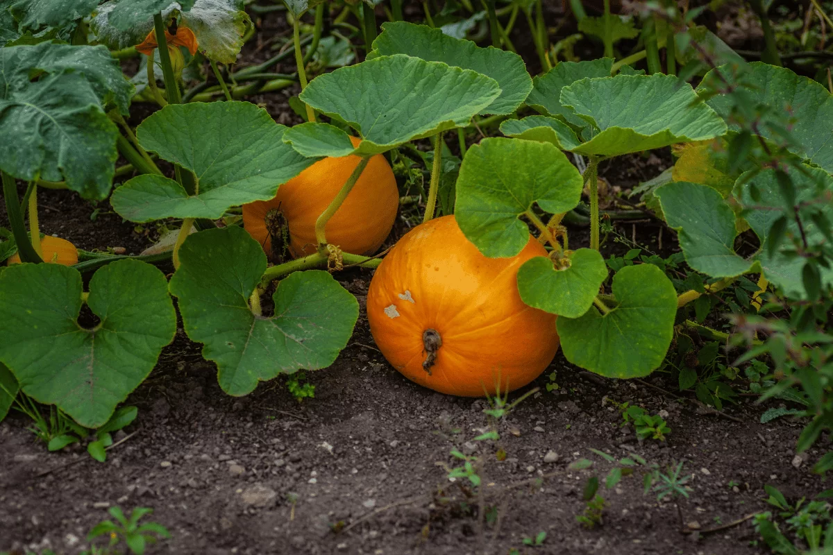10 Amazing Health Benefits of Pumpkin Leaves and Other Facts 3 Health benefits of pumpkin leaves 1