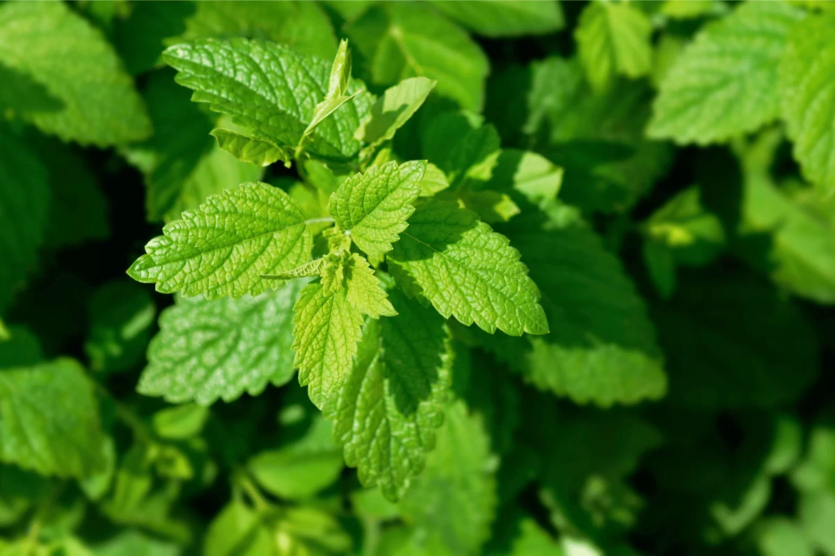 Lemon Balm