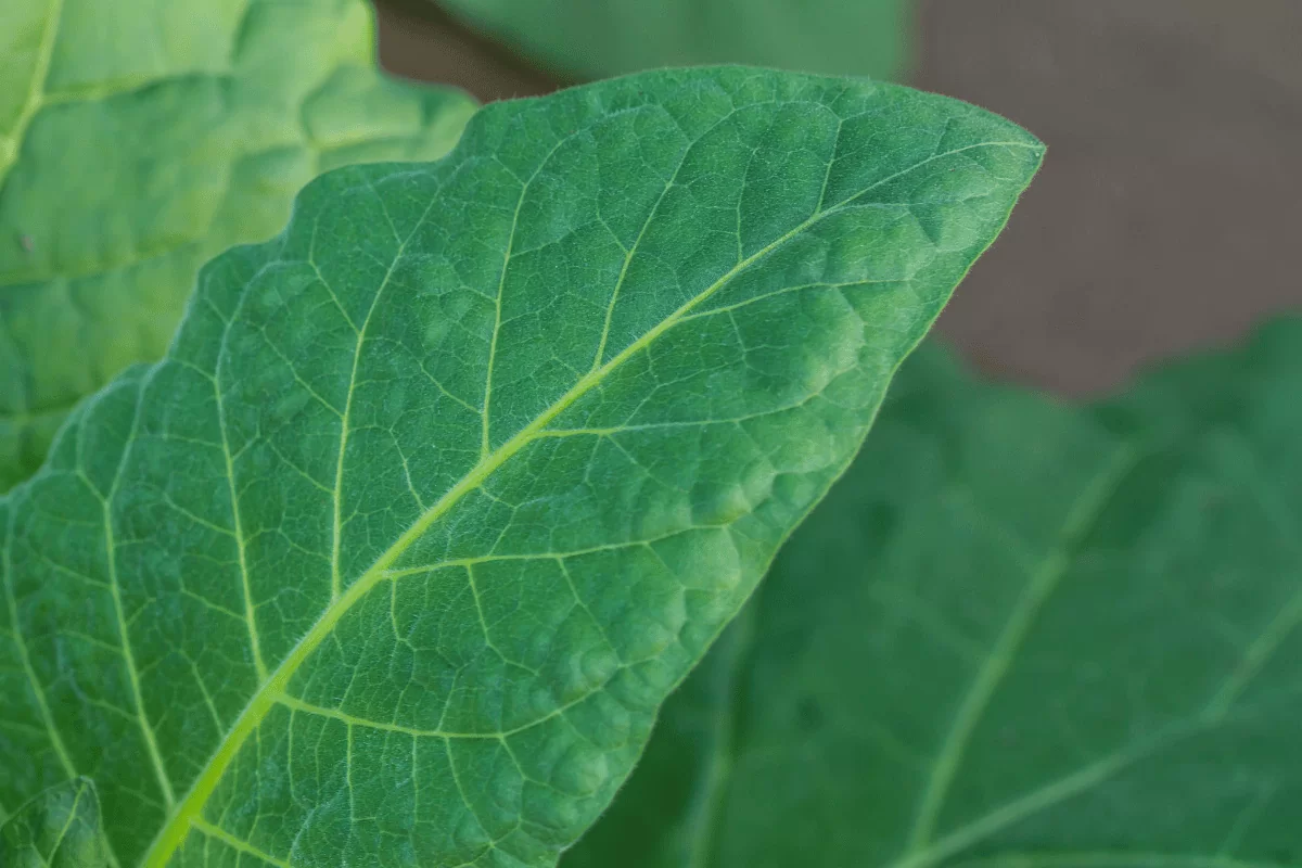 10 Amazing Health Benefits of Pumpkin Leaves and Other Facts 1 Pummpkin leaves 4 1