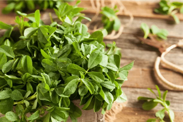 fenugreek leaves 3