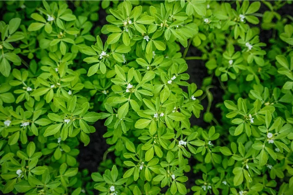 Fenugreek Leaves: A Versatile Herb with Distinct Flavor and Health Benefits 8 fenugreek leaves 4
